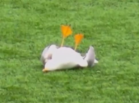 Τρομερή στιγμή στην Τουρκία: Τερματοφύλακας πετυχαίνει γλάρο με βολέ και συμπαίκτης τον σώζει με ΚΑΡΠΑ (vids)