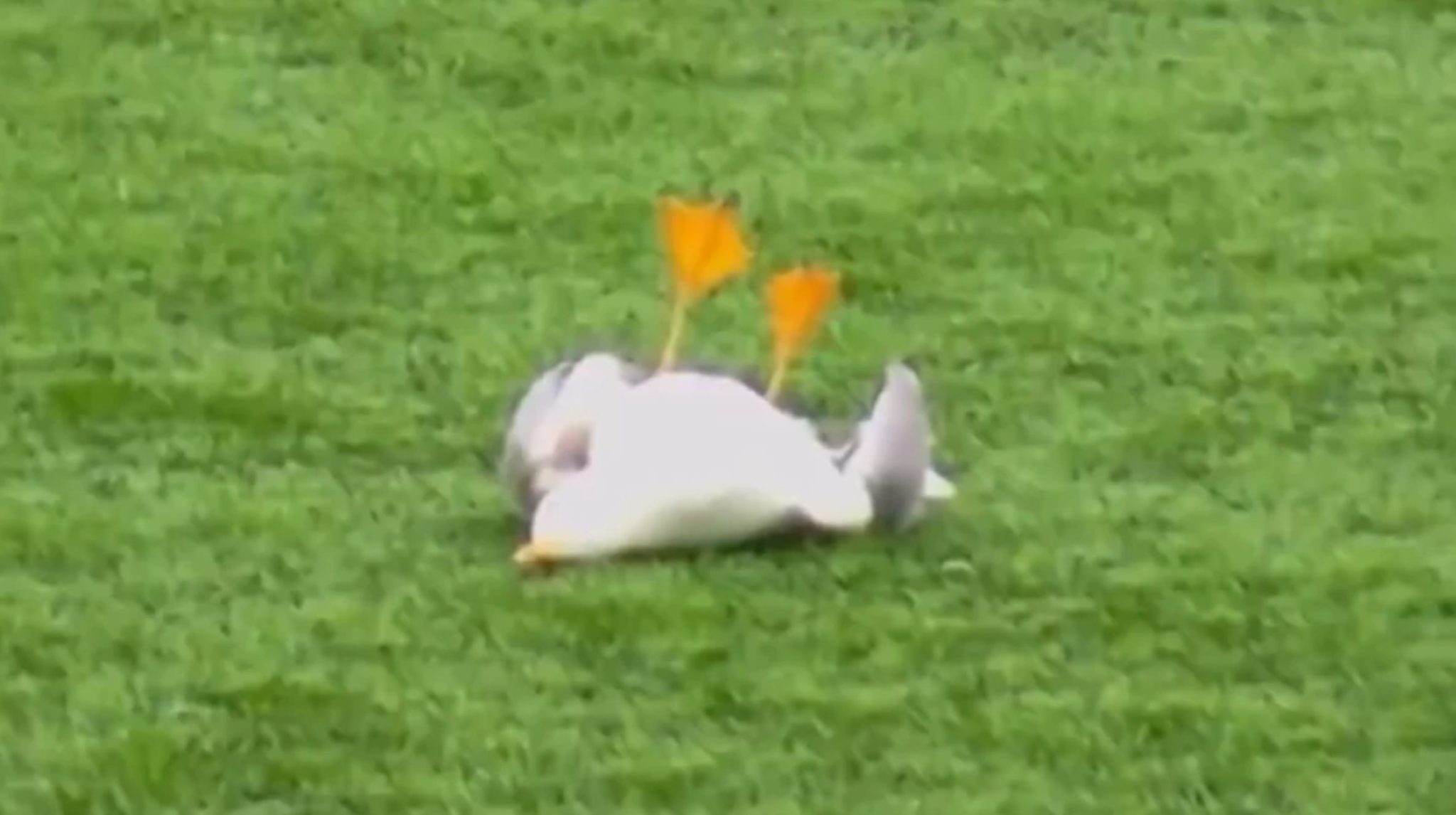 Τρομερή στιγμή στην Τουρκία: Τερματοφύλακας πετυχαίνει γλάρο με βολέ και συμπαίκτης τον σώζει με ΚΑΡΠΑ (vids)