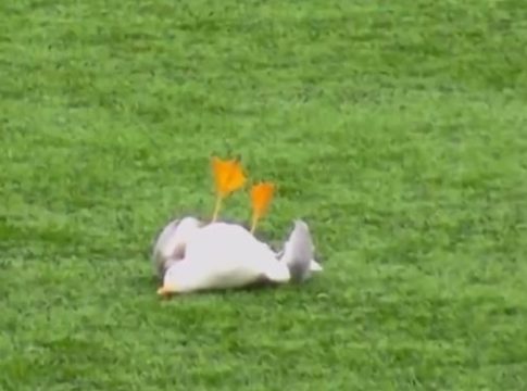 Πέθανε ο γλάρος που χτυπήθηκε από βολέ τερματοφύλακα – Περαστικός τον βρήκε στα σκουπίδια