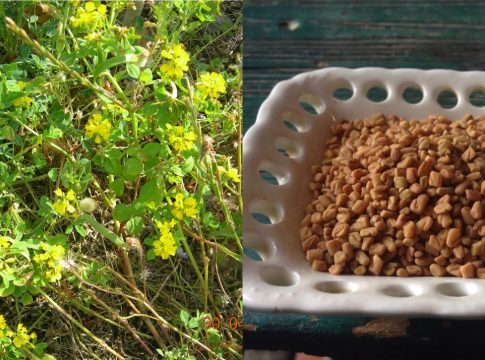 Το αρχαίο Ελληνικό βότανο που τρώνε μανιωδώς οι ξένοι αλλά οι Έλληνες αγνοούν: Αδυνατίζει, ρυθμίζει το σάκχαρο, προστατεύει την καρδιά