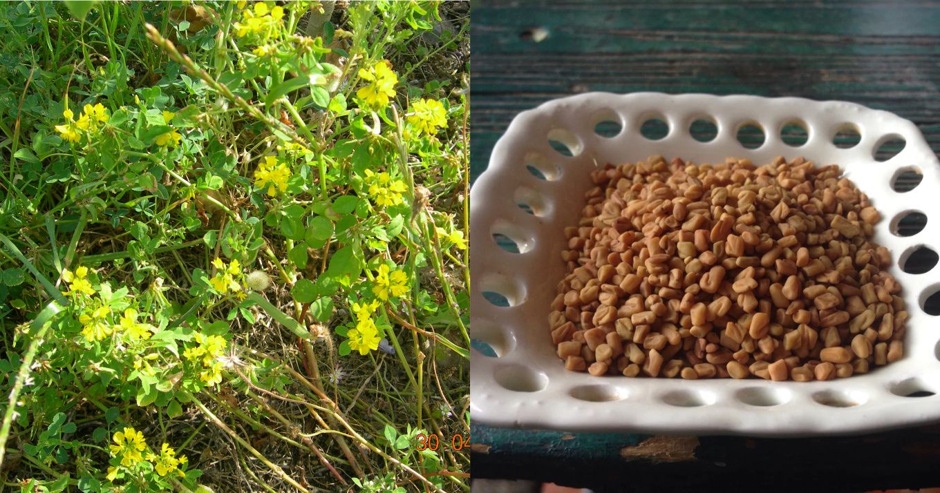 Το αρχαίο Ελληνικό βότανο που τρώνε μανιωδώς οι ξένοι αλλά οι Έλληνες αγνοούν: Αδυνατίζει, ρυθμίζει το σάκχαρο, προστατεύει την καρδιά