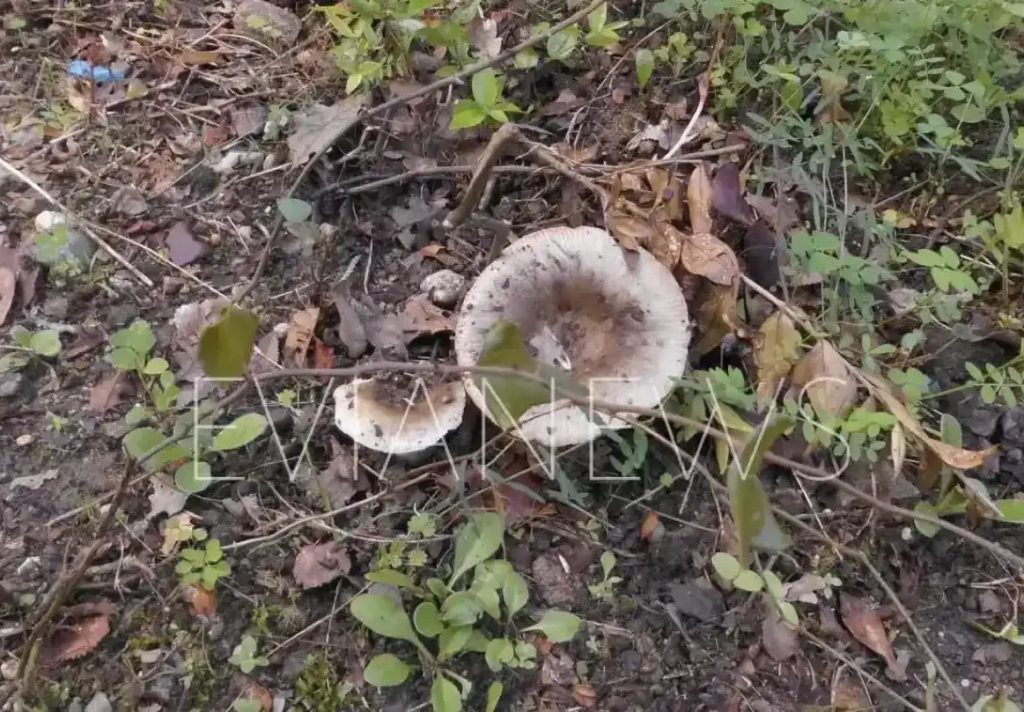 Εύβοια: Το πιο επικίνδυνο μανιτάρι, κανένας δεν το πλησιάζει