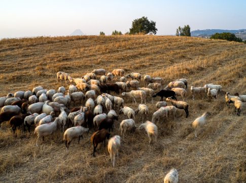 Αφθώδης πυρετός: «Θυσιάζουν τη Λέσβο για να σωθεί η υπόλοιπη Ελλάδα»