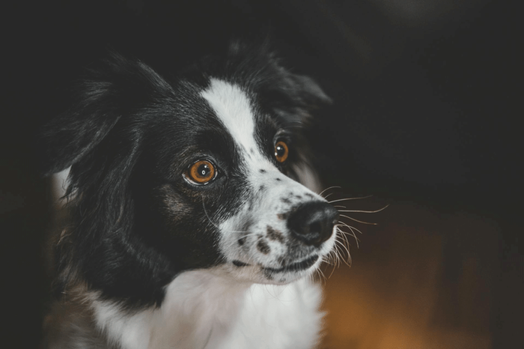 Πυροτεχνήματα: Ο μεγαλύτερος φόβος για τους σκύλους – Πώς μπορούμε να τους συμπαρασταθούμε