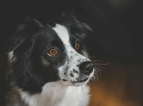 Πυροτεχνήματα: Ο μεγαλύτερος φόβος για τους σκύλους – Πώς μπορούμε να τους συμπαρασταθούμε