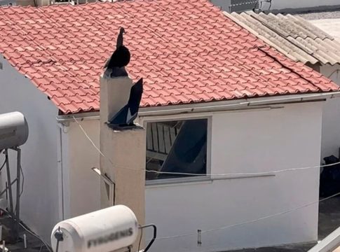 Περιστέρι: Σοκάρουν οι μαρτυρίες για τα 6 παιδιά που ζούσαν σε διαμέρισμα τρώγλη – «Ήταν ανατριχιαστική κατάσταση»