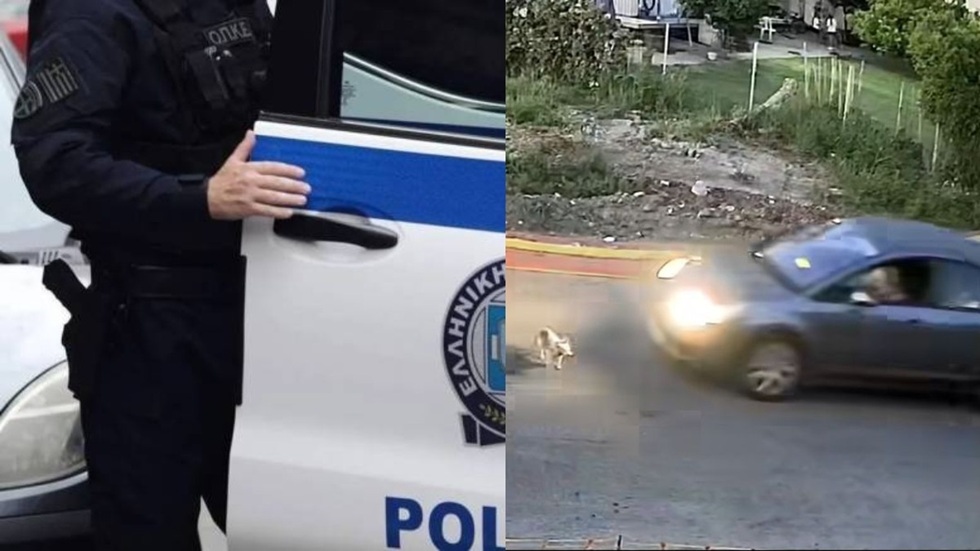 Ραγδαίες εξελίξεις – Τι είπε στην αστυνομία η οδηγός που σκότωσε το σκυλάκι στη Γαστούνη