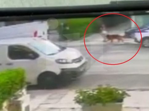 Βριλήσσια: Η στιγμή που απομακρύνεται ο σκύλος που επιτέθηκε στον 66χρονο και στο μικρόσωμο σκυλάκι του