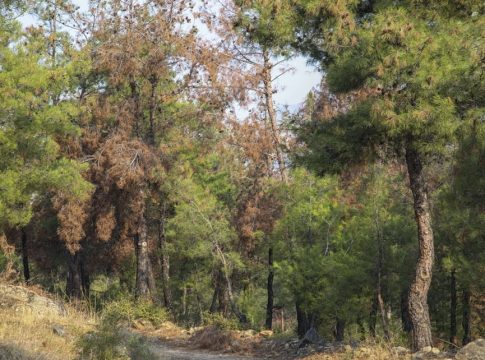 Πήρε εξιτήριο η 4χρονη που δέχθηκε επίθεση από άγριο ζώο στη Θεσσαλονίκη – Τι ερευνάται