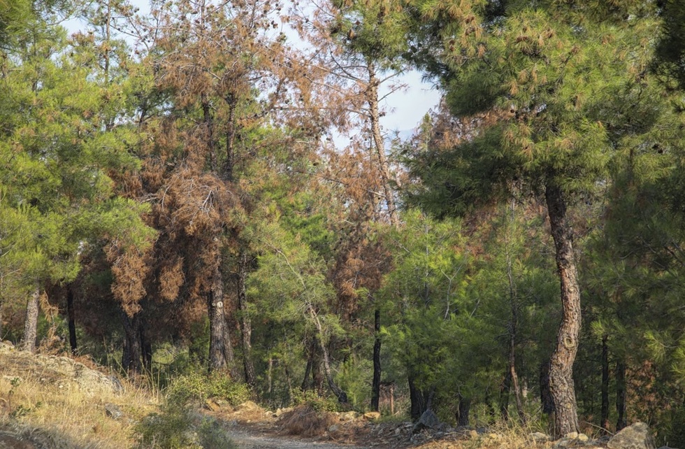 Πήρε εξιτήριο η 4χρονη που δέχθηκε επίθεση από άγριο ζώο στη Θεσσαλονίκη – Τι ερευνάται