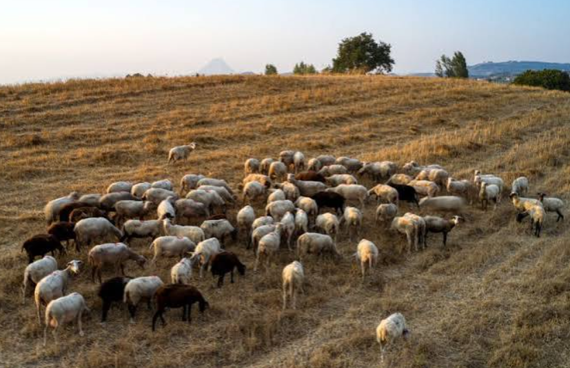 Οργισμένοι κτηνοτρόφοι εισέβαλαν στη συνεδρίαση για τον αφθώδη πυρετό στη Λέσβο