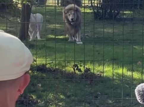 Viral βίντεο: Γάλλος μουσικός νανουρίζει αγέλη λιονταριών με το «November Rain»