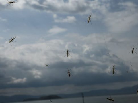 Ιός Δυτικού Νείλου: Αυξανόμενη απειλή για τη δημόσια υγεία – Ποιοι κινδυνεύουν περισσότερο