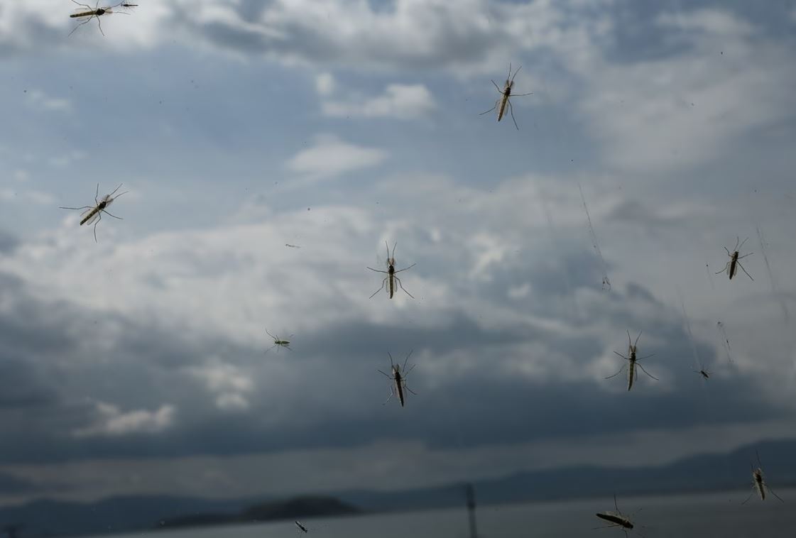 Ιός Δυτικού Νείλου: Αυξανόμενη απειλή για τη δημόσια υγεία – Ποιοι κινδυνεύουν περισσότερο