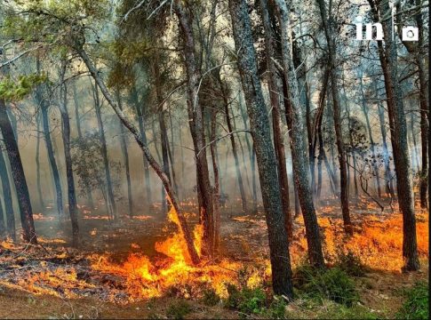 Φωτιά στα Μέγαρα: Χειριστής μηχανήματος επιχειρεί μέσα στις φλόγες – Συγκλονιστικό βίντεο