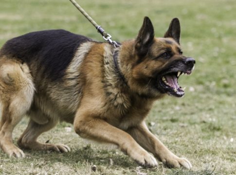 Συνελήφθη η θεία του Τσιτσιπά και αναζητείται η μητέρα του για την επίθεση των σκύλων